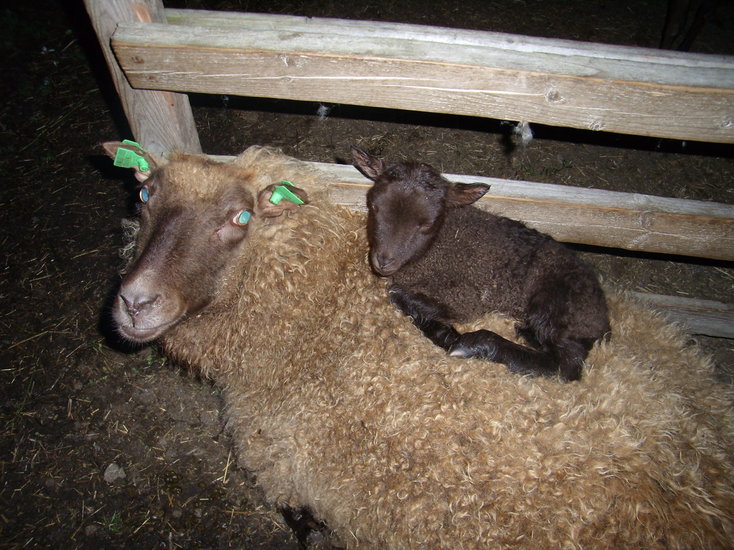 Lampaita pinossa