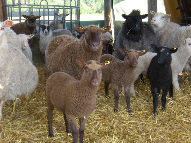Lampaiden ryhmäkuva
