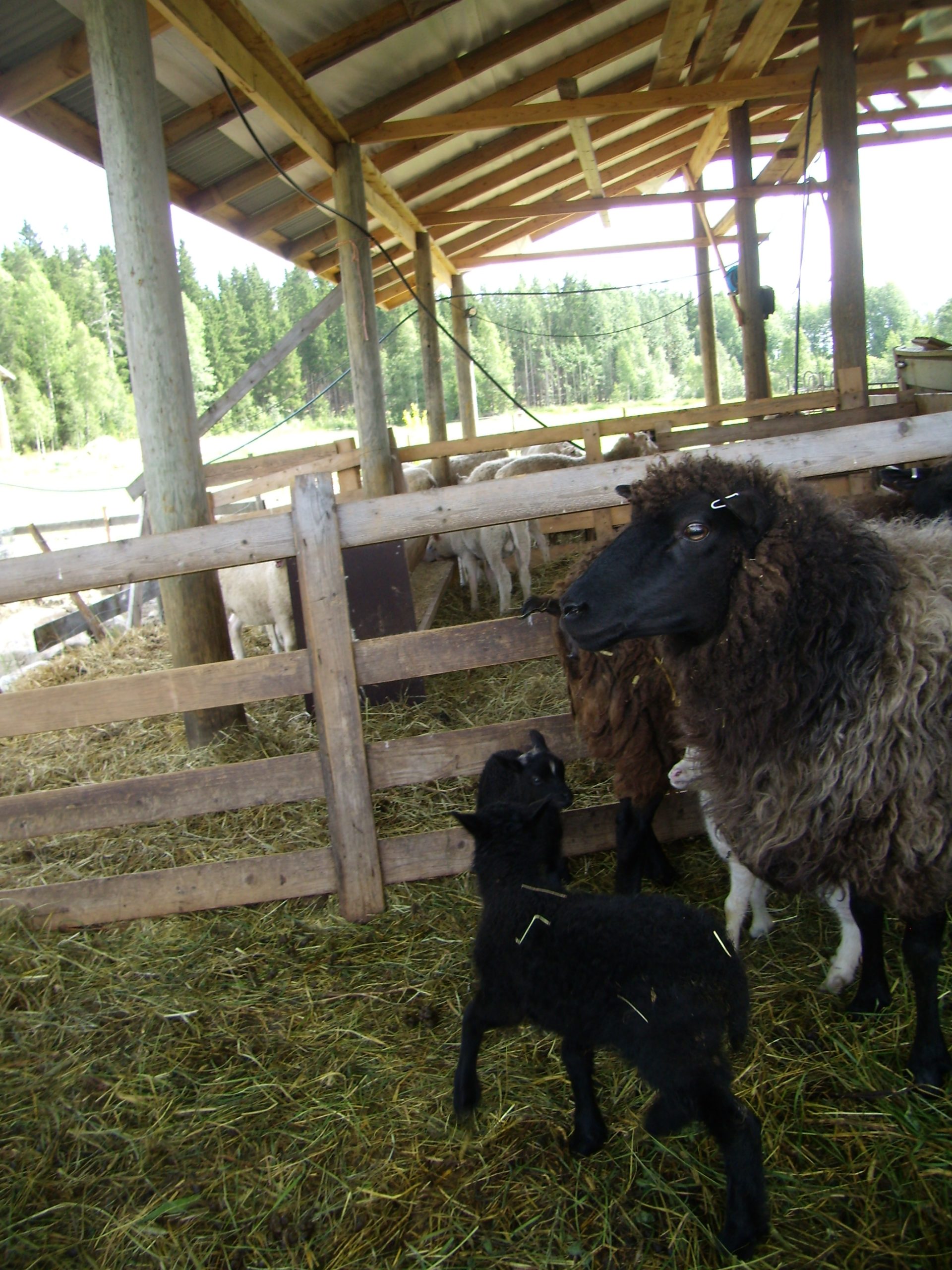 Lampaita katoksessa
