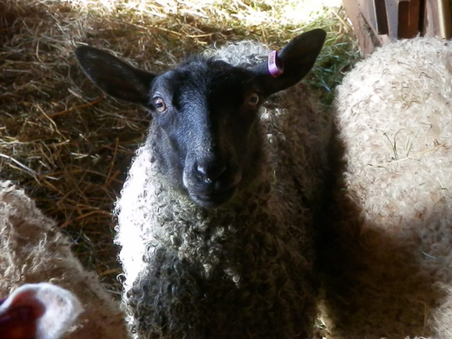 Lammas