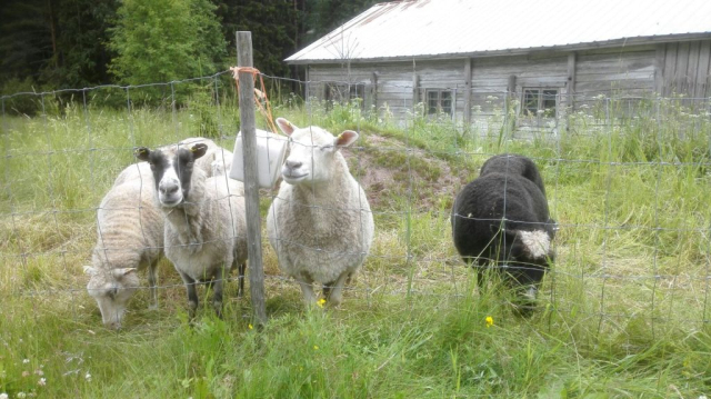 Lampaita perinnemaisemassa
